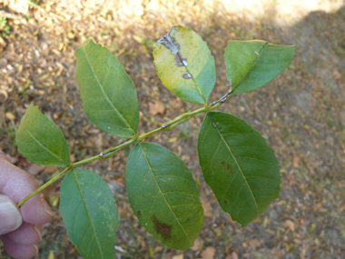 Feuilles opposées et composées comprenant entre 3 et 11 folioles d'environ 2 cm de large. Agrandir dans une nouvelle fenêtre (ou onglet)